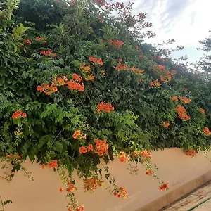 The Orange Groove , Bari Itálie
